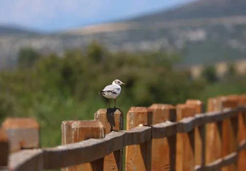 Seagull 스톡 사진