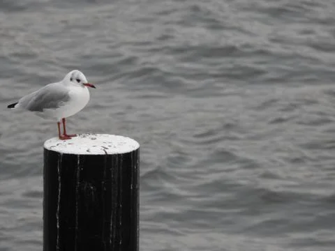 Seagull Stock Photos