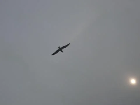 Seagull 库存照片