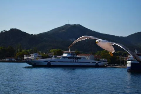 Seagull 스톡 사진