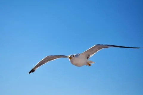 Seagull 스톡 사진