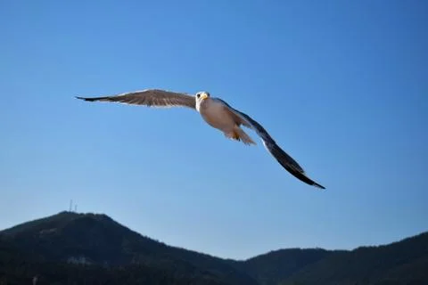 Seagull 스톡 사진