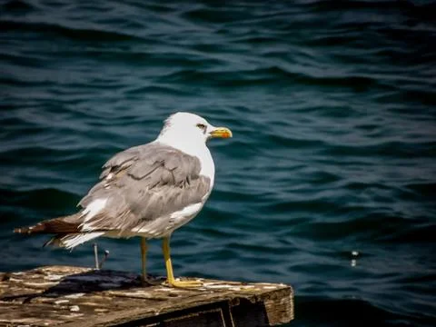 Seagull Stock Photos
