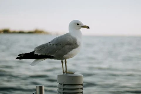 Seagull Foto stock