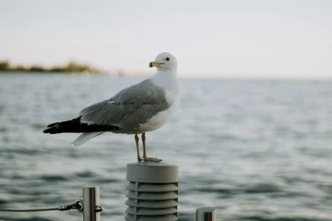 Seagull Foto stock