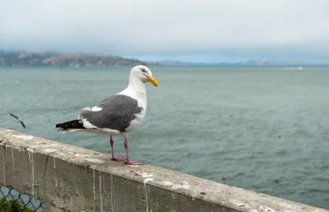 Seagull Stock Photos
