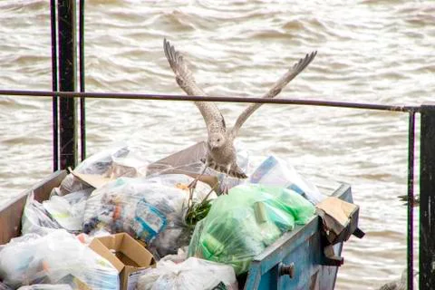 Seagull Stock Photos