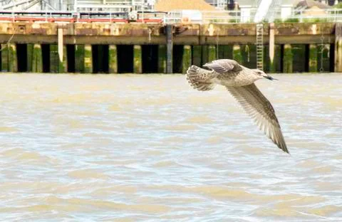 Seagull Stock Photos