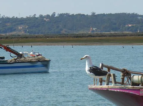 Seagull Stock Photos