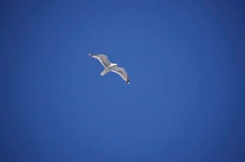 Seagull Stock Photos