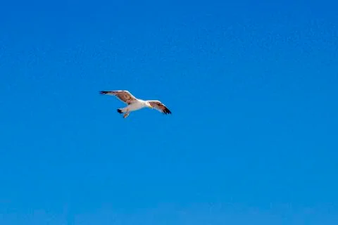 Seagull Stock Photos