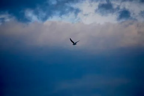 Seagull Stock Photos