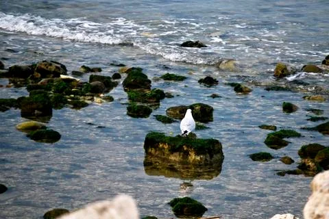 Seagull Stock Photos