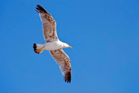 Seagull Stock Photos