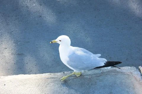 Seagull Stock Photos