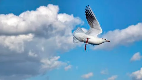 Seagull Stock Photos
