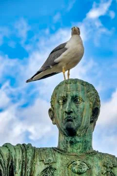 Seagull Stock Photos