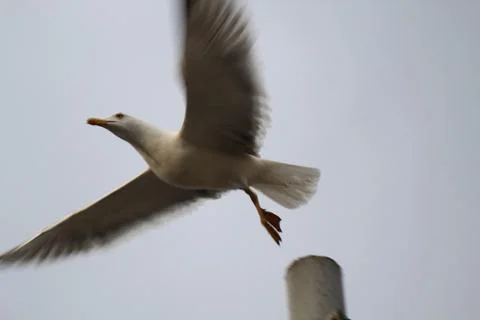 Seagull Stock Photos