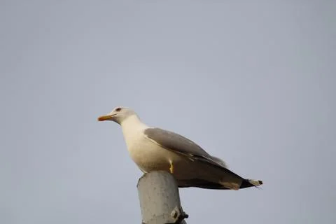 Seagull Stock Photos