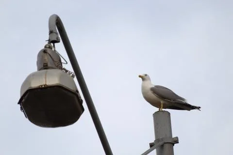 Seagull Stock Photos