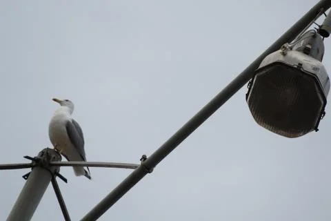 Seagull Stock Photos