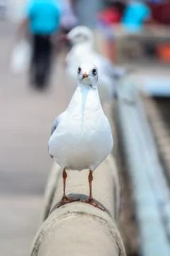 Seagull Stock Photos