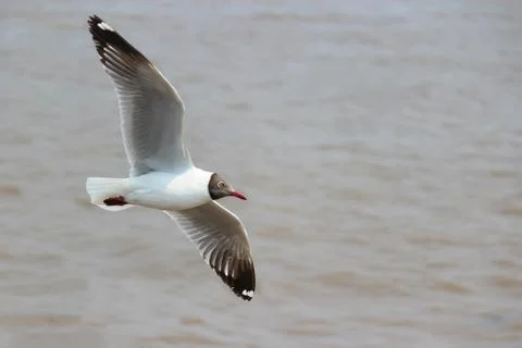 Seagull Stock Photos