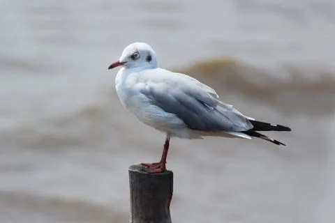 Seagull Stock Photos
