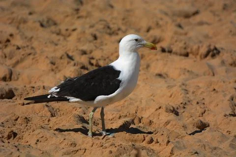 Seagull 写真素材