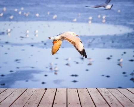 Seagull Stock Photos