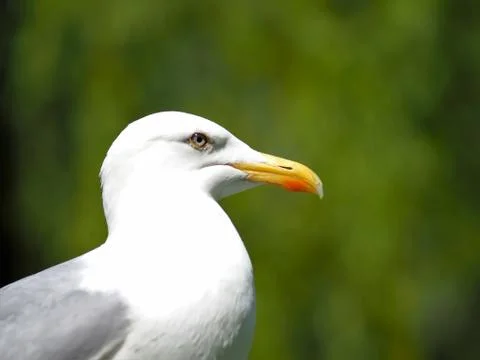 Seagull. Stock Photos