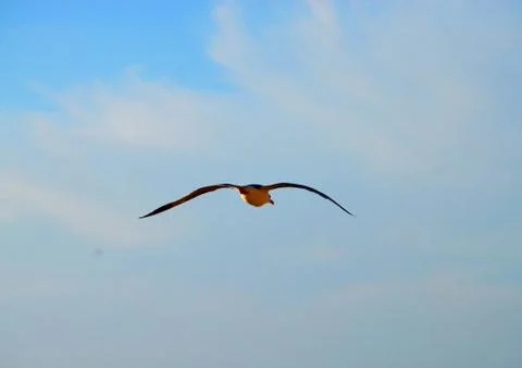 Seagull Stock Photos