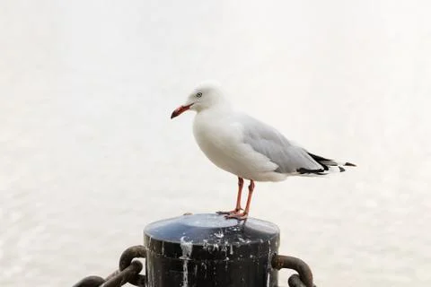 Seagull Stock Photos