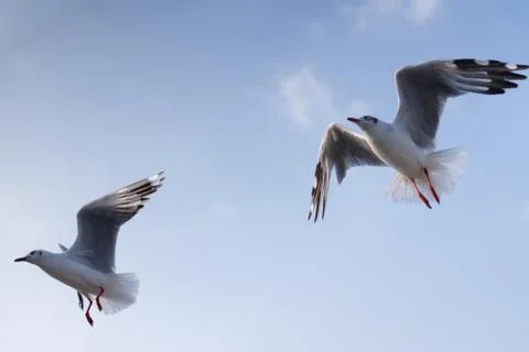 Seagull Stock Photos