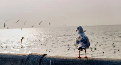 Seagull Stock Photos