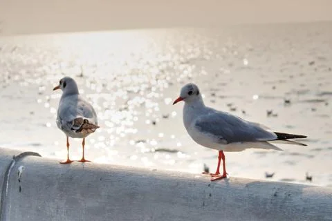 Seagull Stock Photos