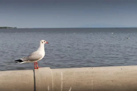 Seagull Stock Photos
