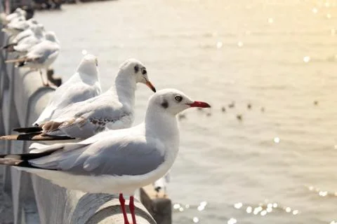 Seagull Stock Photos