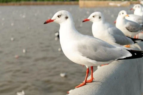 Seagull Stock Photos