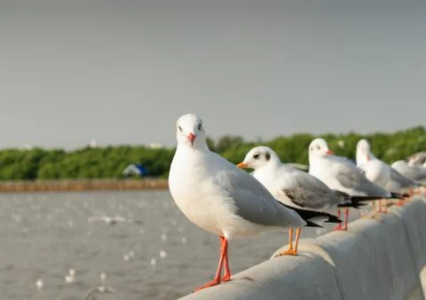 Seagull Stock Photos