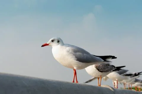 Seagull Stock Photos