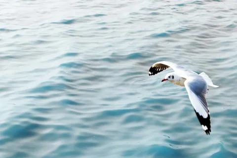 Seagull Stock Photos