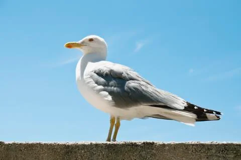 Seagull Stock Photos