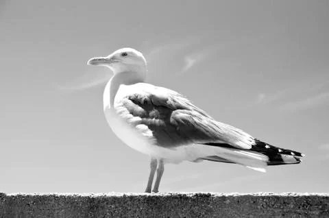 Seagull Stock Photos