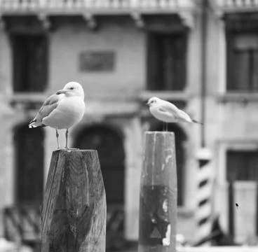 Seagull Stock Photos