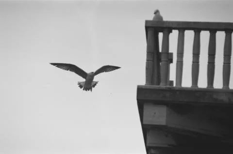 Seagull Stock Photos