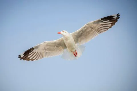 Seagull Stock Photos