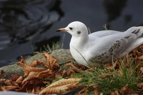 Seagull Stock Photos