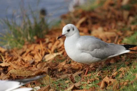 Seagull Stock Photos