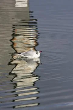 Seagull Stock Photos